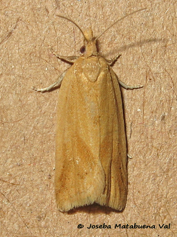 Clepsis coriacanus - Tortricidae